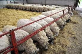 Sheep Rearing Scheme Telangana