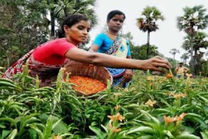 Single women pension Scheme in Telangana